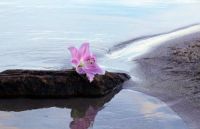 Hoa Lily có đặc điểm gì? Tìm hiểu ý nghĩa, công dụng của loài hoa này